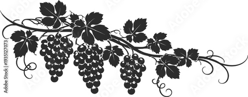 Vintage Grape Vine Clusters Botanical Vector Illustration.
