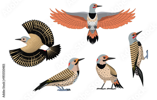 Northern Flicker Bird Various Poses Cartoon Vector Character
