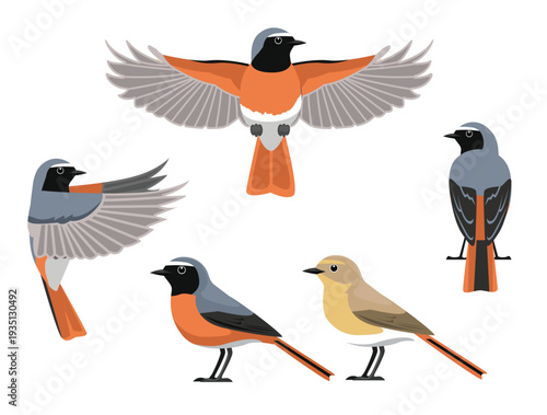 Common Redstart Bird Various Poses Cartoon Vector Character