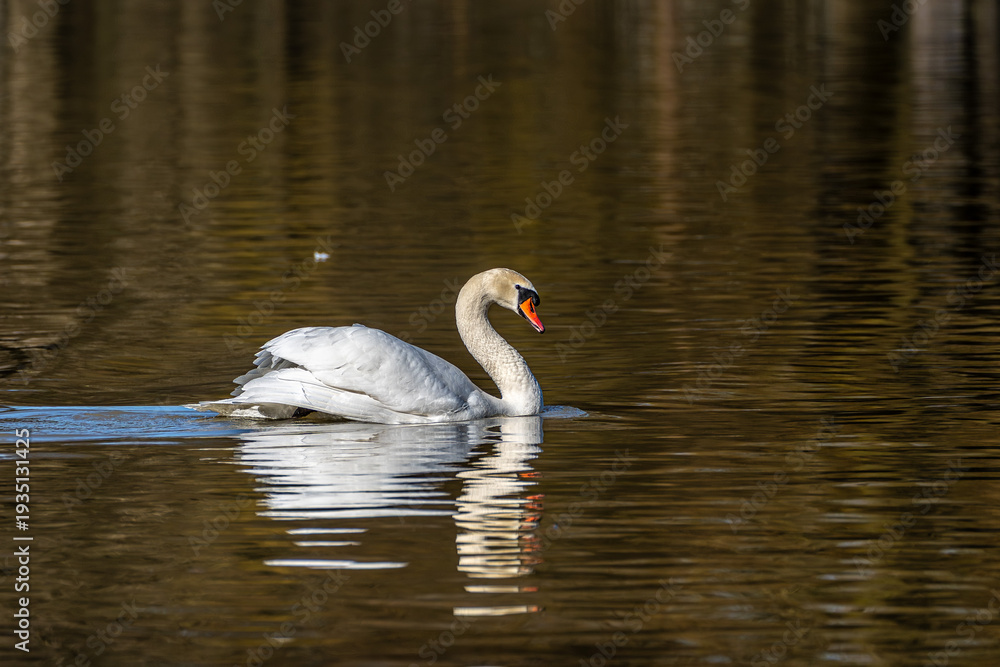 Fototapeta premium Mute swan, Cygnus olor swimming on a lake in Munich, Germany
