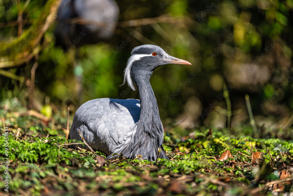 Obraz premium Demoiselle Crane, Anthropoides virgo are living in the bright green meadow during the day time