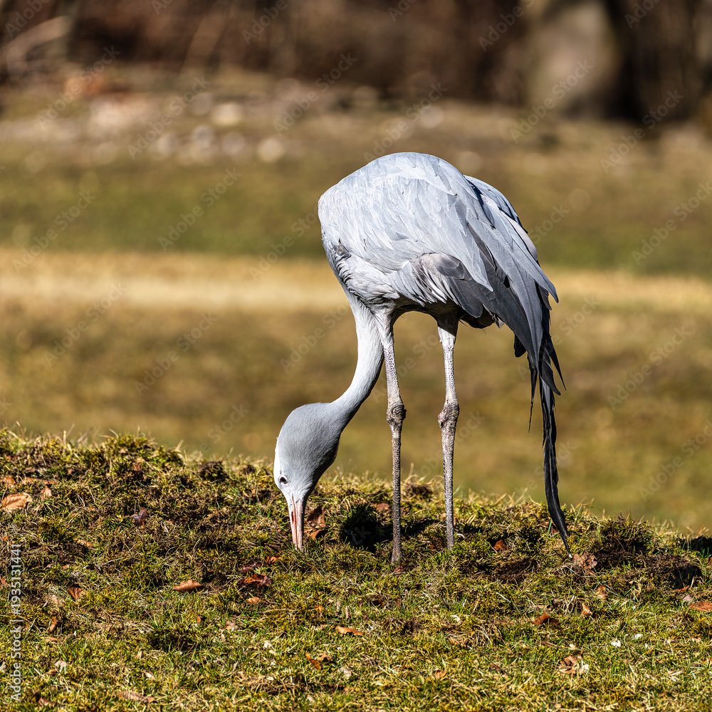 Fototapeta premium The Blue Crane, Grus paradisea, is an endangered bird