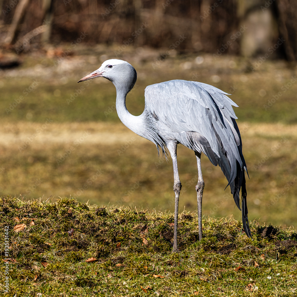 Fototapeta premium The Blue Crane, Grus paradisea, is an endangered bird