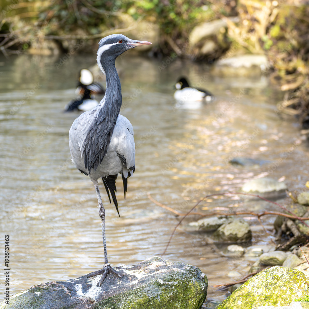 Obraz premium Demoiselle Crane, Anthropoides virgo are living in the bright green meadow during the day time