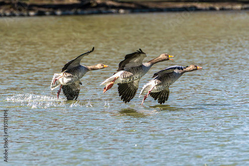 Photography The flying greylag goose, Anser anser is a species of large goose