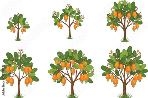 cashew tree growth stages illustration, tropical fruit plant, cashew apple and nut, botanical agriculture vector, orchard farming harvest concept