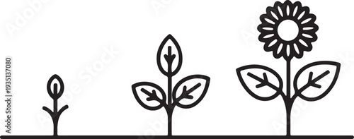 plant growth stages flower growing process line art vector illustration