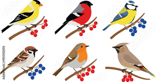 Colorful garden bird illustration set with goldfinch bullfinch sparrow robin blue tit and waxwing perched on berry branches.