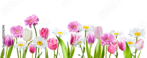 Tulip with chamomile and gerbera flowers isolated on transperent