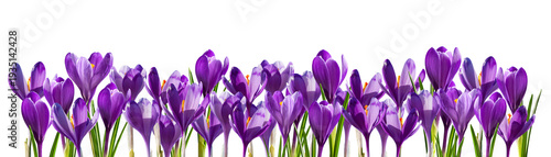 Spring purple crocus flowers isolated on transperent background
