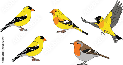 Colorful small bird illustration set with goldfinch and robin perched and flying wildlife animal characters for nature design.