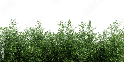 Lush green hedge bush isolated on transparent background 3d rendering png