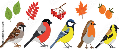 Colorful Garden Birds with Autumn Leaves Berries and Fruits Flat Vector Illustration Set Isolated on Light Background for Nature Wildlife and Seasonal Design.