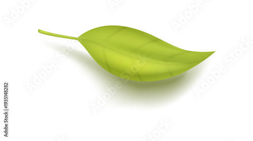 Realistic Green Tea Leaf Isolated with Soft Shadow Vector