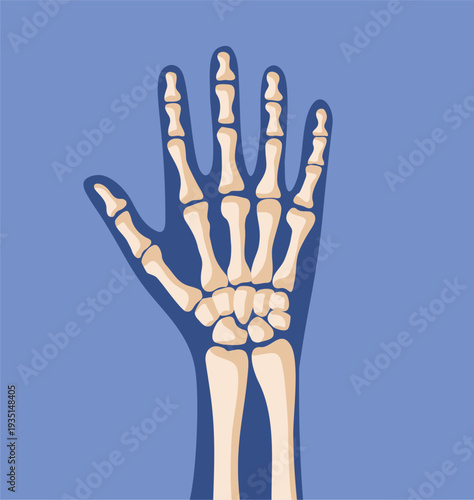 Anatomical Illustration Of Human Hand Bones On A Blue Background. Vector drawing of various skeletal parts of the palm isolated 
