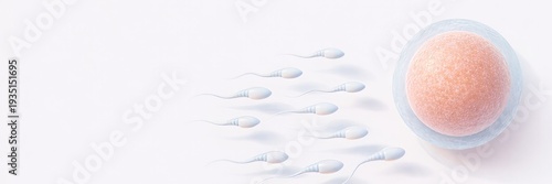 Minimal horizontal medical banner with sperm cells approaching ovum on light background with copy space, fertilization concept, reproductive biology and fertility clinic theme.