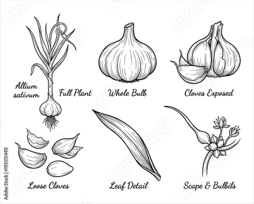 Detailed botanical illustration of Allium sativum, showing full plant, bulb, cloves, leaf, and scape