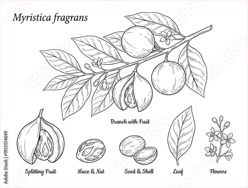Detailed Botanical Illustration of Myristica fragrans: Whole Fruit, Split Fruit, Mace, Nut, Seed, Leaf, and Flowers