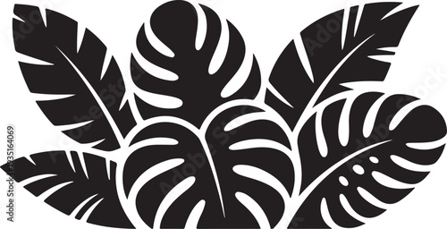 Monstera deliciosa tropical leaves in a bunch on white background