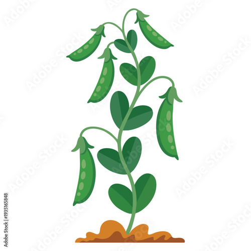 Cartoon peas vector illustration isolated on white background perfect for vegetable healthy eating menu design or organic farm themed graphics