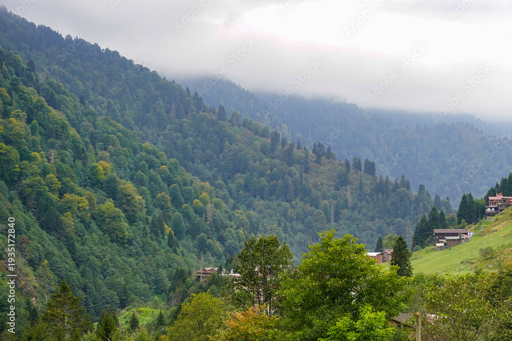 Fototapeta premium Forest in Kackar Mountain, Rize, Turkiye