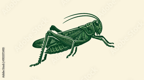 Vintage Illustration of a Green Grasshopper Insect.