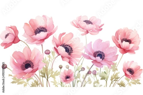 Anemone border watercolor flower plant white background.