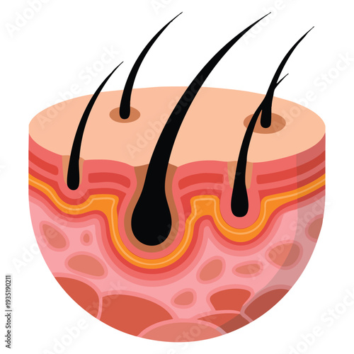 Flat vector design showing hair follicles on human skin detailed anatomy illustration ideal for dermatology medical and biology education