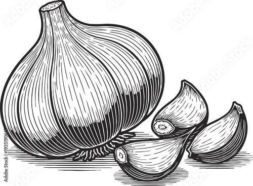 Garlic bulb and cloves detailed black and white sketch illustration for culinary and health concept