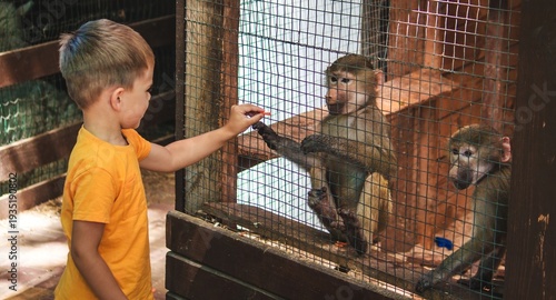Little boy standing near a monkey cage at the zoo.