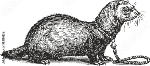 Detailed black and white illustration of a ferret with collar and leash in side profile