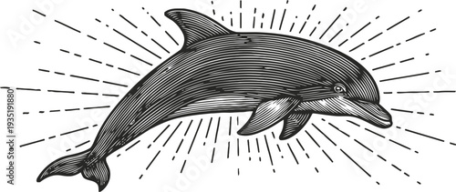 Hand drawn dolphin illustration with vintage rays background nautical marine animal sketch in black and white