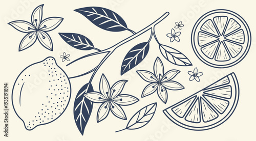 Lemon slices and leaves illustration citrus fruit and flowers black line art on beige background food and drink concept