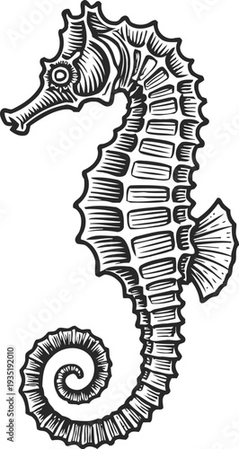 black and white seahorse illustration with detailed scales and curled tail marine animal sketch, ocean wildlife design