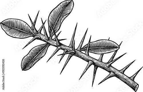 Black and white illustration of a thorny branch with leaves, detailed botanical drawing of a spiny plant stem