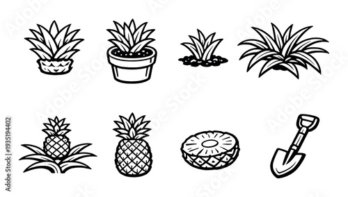 Pineapple plants and potted seedlings with shovel on dark background