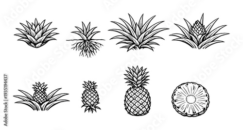 Pineapple plants with roots and mature fruits on dark backdrop