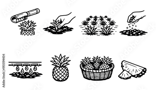 Pineapple planting and processing icons on dark backdrop