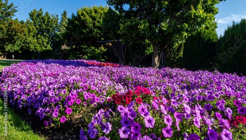 Wallpaper Mural Field of vibrant purple and red petunias under a sunny, clear blue sky with lush green trees in the background Torontodigital.ca