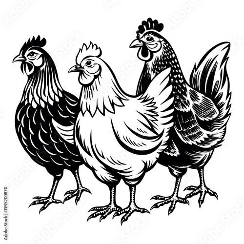 Farm Poultry Trio Vector Graphic - Rooster and Two Hens Black & White on white background
