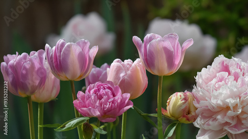 Pink tulips and peonies blooming with dew drops on petals in a vibrant spring garden background
