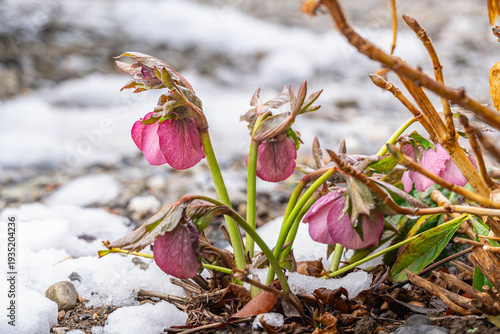 庭のクリスマスローズと雪