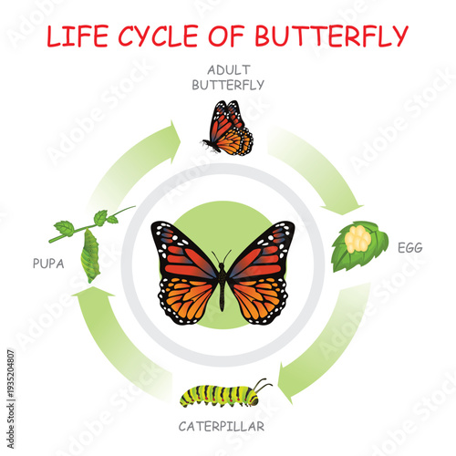 Life Cycle of Butterfly Diagram Showing Egg, Caterpillar, Pupa and Adult Stages Circular Educational Biology Illustration.