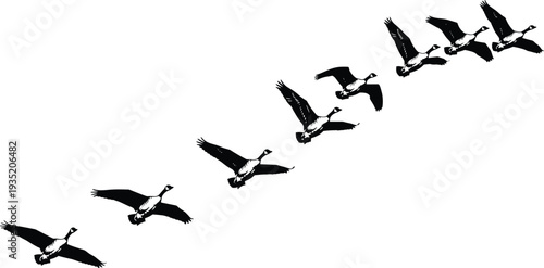 Flying geese silhouette formation isolated on white background, migratory wild birds in diagonal flight pattern, black and white vector wildlife illustration