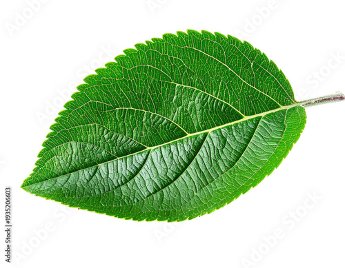 A vibrant green leaf with detailed veins against a stark black background