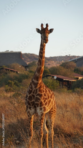 Canvas Print giraffe in the savannah