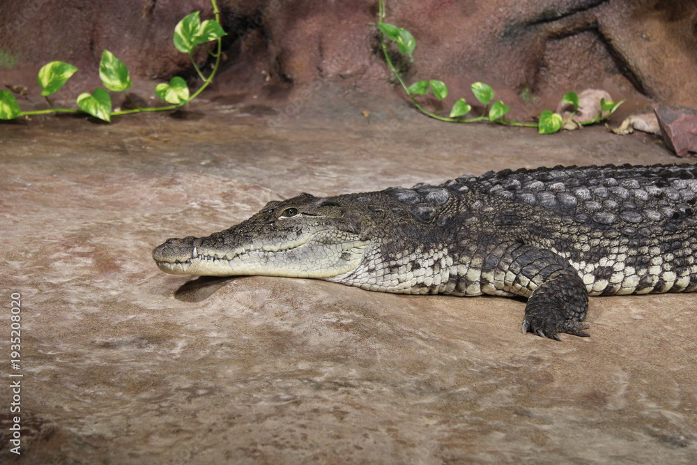 Fototapeta premium large crocodile, crocodile lying on a rock, zoo,