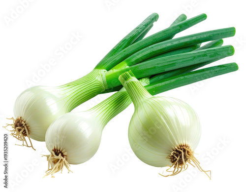 Three fresh green onions with white bulbs and delicate roots on a black background