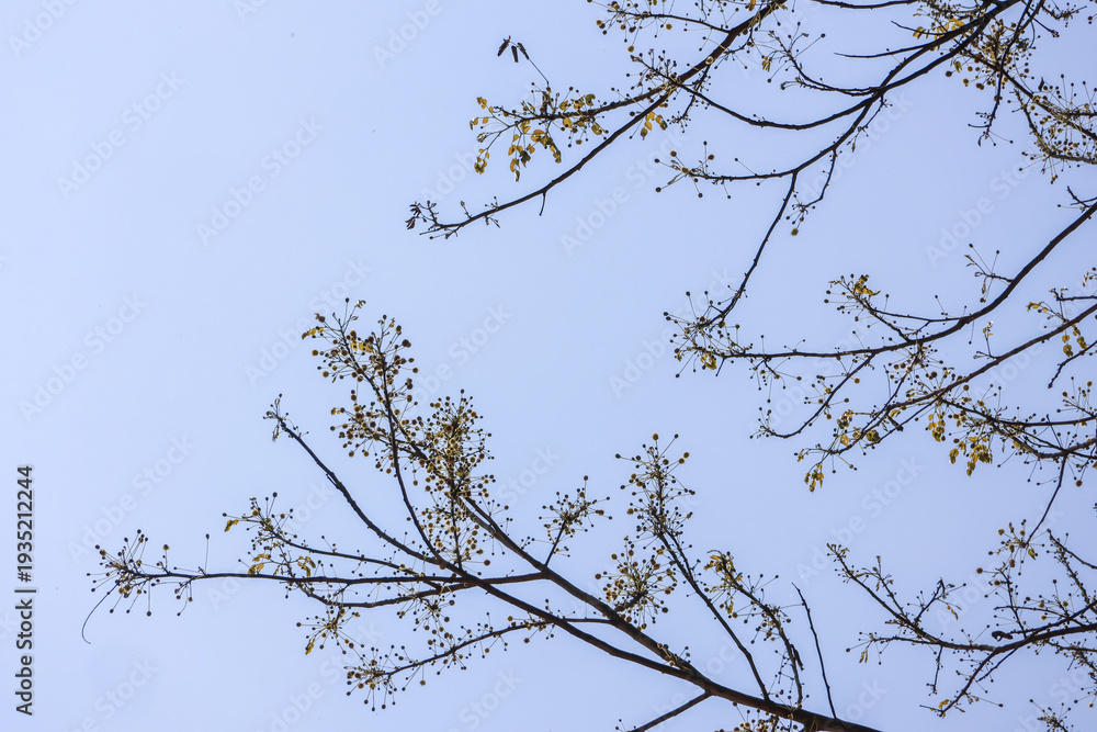 Obraz premium Calm and minimalist view of tree branch with new bud and flower against spring sky. peaceful nature background expressing hope and new beginnings