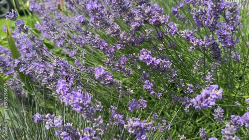 close up bumblebee from the side upright, eye and wings of a bumblebee, close-up of bee surrounded by lilac flowers, insect on lavender flower